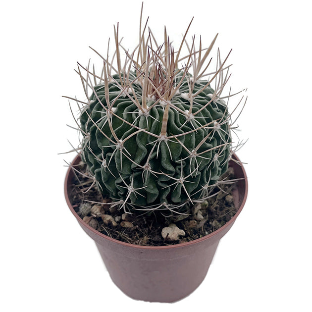 Echinofossulocactus Multicostatus - Gehirnkaktus