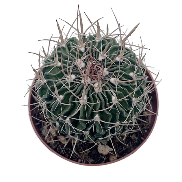 Echinofossulocactus Multicostatus - Gehirnkaktus