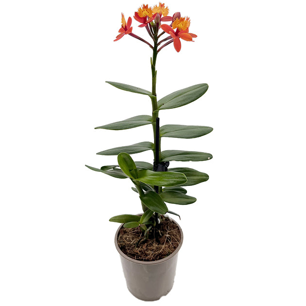 Epidendrum radicans - Schmetterlingsorchidee
