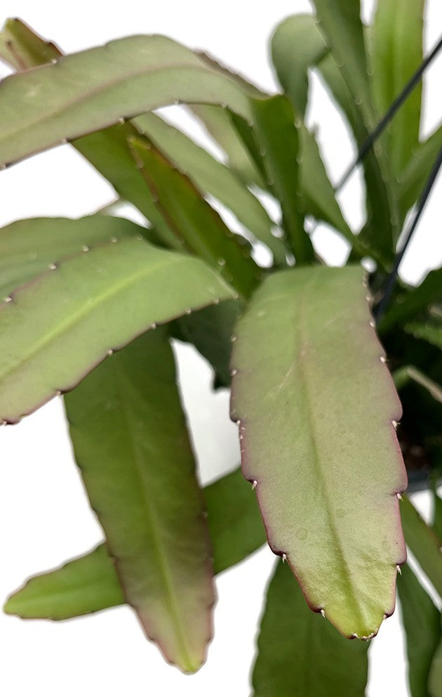 Epiphyllum ackermanii - rotblütiger Blattkaktus