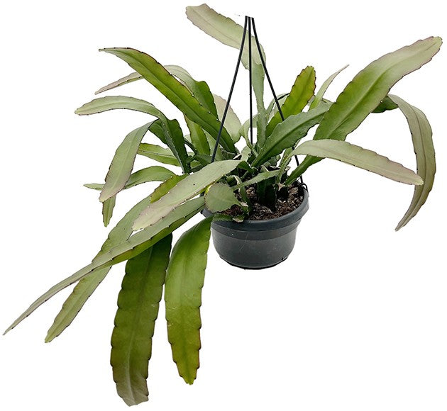 Epiphyllum ackermanii - rotblütiger Blattkaktus