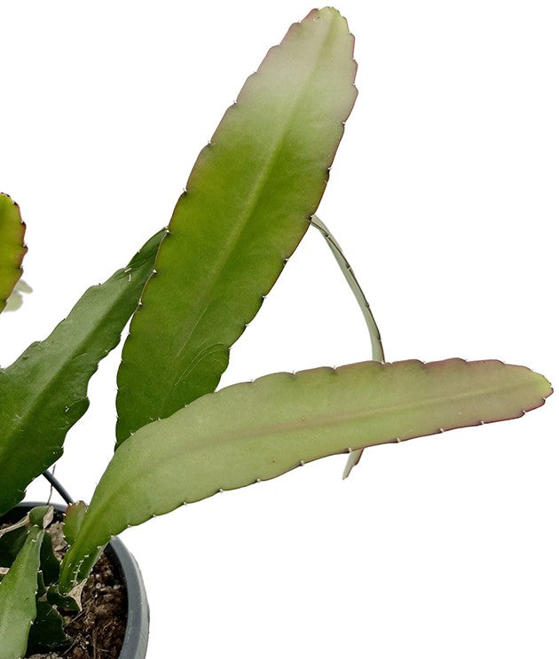 Epiphyllum ackermanii - rotblütiger Blattkaktus