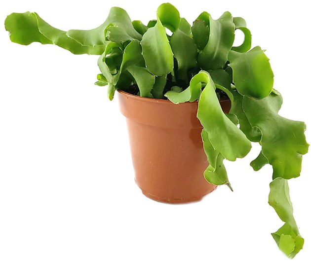 Epiphyllum guatemalense f. monstrosum - Sukkulente