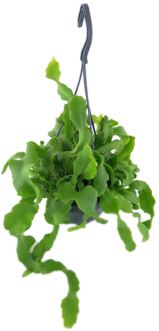 Epiphyllum guatemalensis - verschlungener Blattkaktus