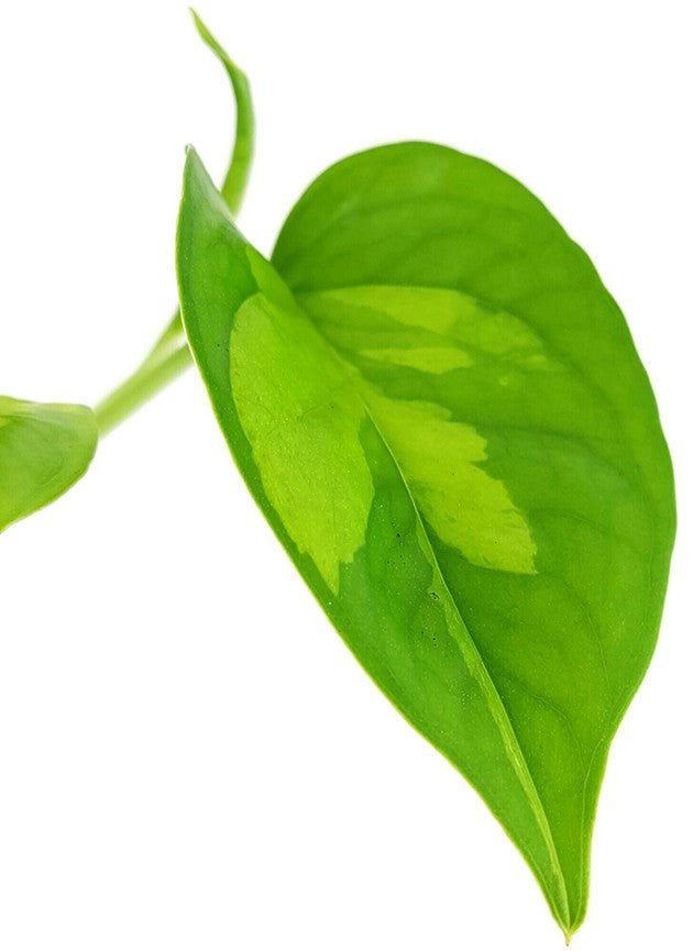 Epipremnum pinnatum "Global Green" - anmutige Efeutute