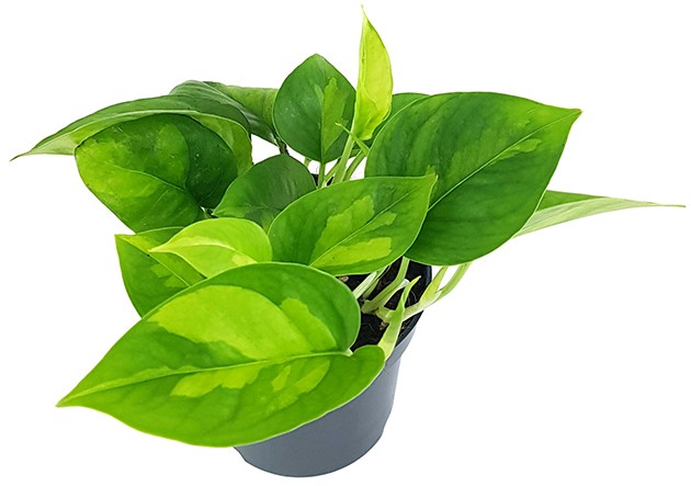Epipremnum pinnatum "Global Green" - anmutige Efeutute