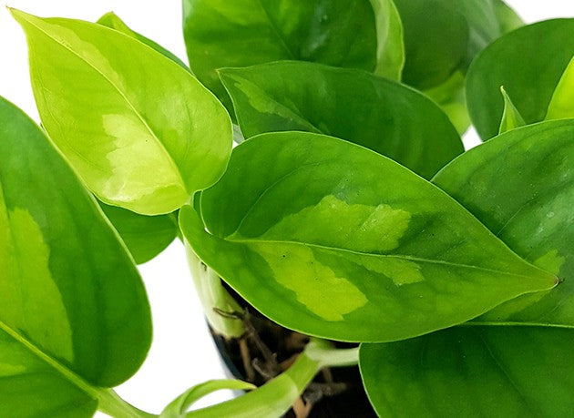 Epipremnum pinnatum "Global Green" - anmutige Efeutute