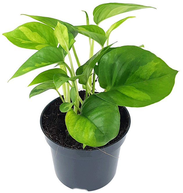 Epipremnum pinnatum "Global Green" - anmutige Efeutute