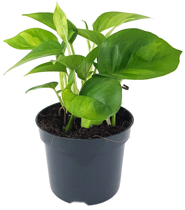 Epipremnum pinnatum "Global Green" - anmutige Efeutute