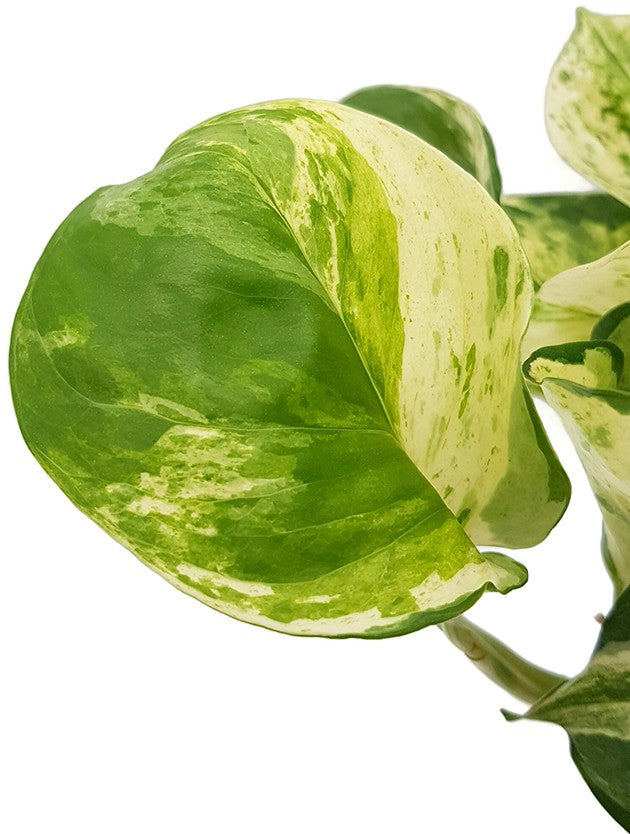 Epipremnum "Marble Apple" - marmorierte Efeutute