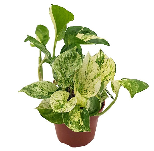 Epipremnum "Marble Apple" - marmorierte Efeutute