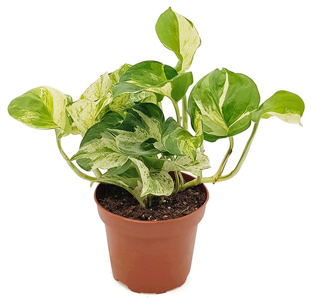 Epipremnum "Marble Apple" - marmorierte Efeutute