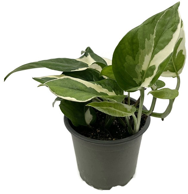 Epipremnum pinnatum "glacer" - panaschierte Efeutute