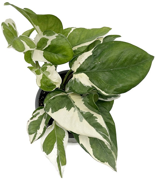 Epipremnum pinnatum "glacer" - panaschierte Efeutute