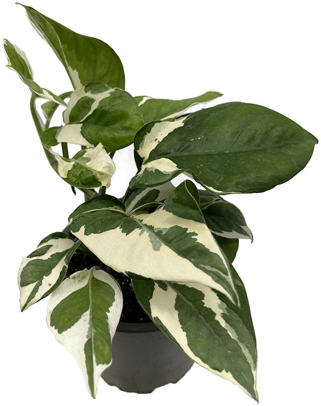 Epipremnum pinnatum "glacer" - panaschierte Efeutute