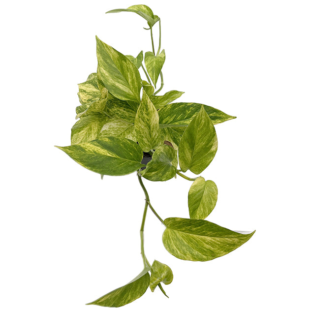 Epipremnum pinnatum "Hicolor" - leuchtende Efeutute