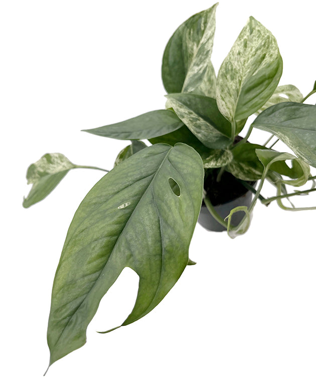 Epipremnum pinnatum "Marble King" - panaschierte Efeutute