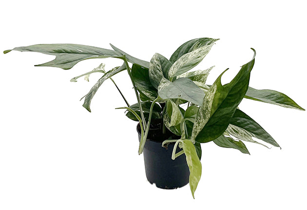 Epipremnum pinnatum "Marble King" - panaschierte Efeutute