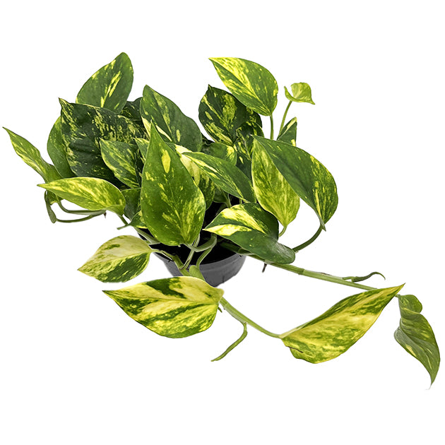 Epipremnum pinnatum "N-Joy Gold" - panaschierte Efeutute