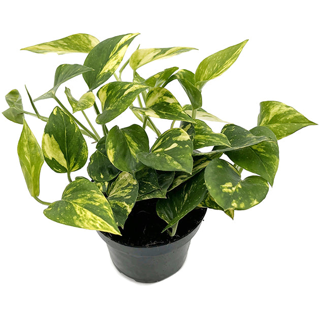 Epipremnum pinnatum "N-Joy Gold" - panaschierte Efeutute