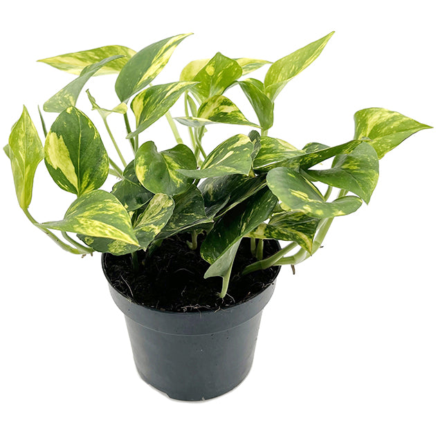 Epipremnum pinnatum "N-Joy Gold" - panaschierte Efeutute