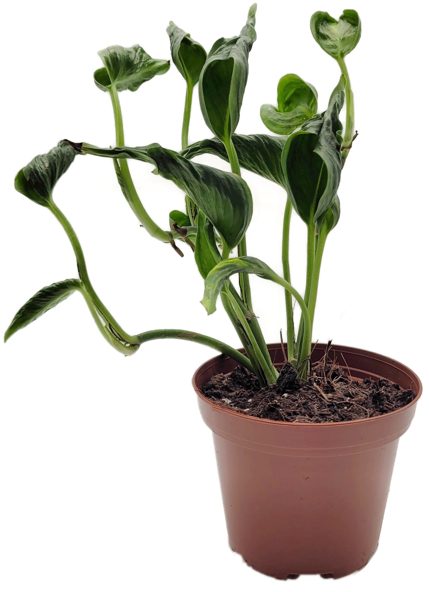 Epipremnum aureum ‘Shangri-La’ - sleeping Pothos
