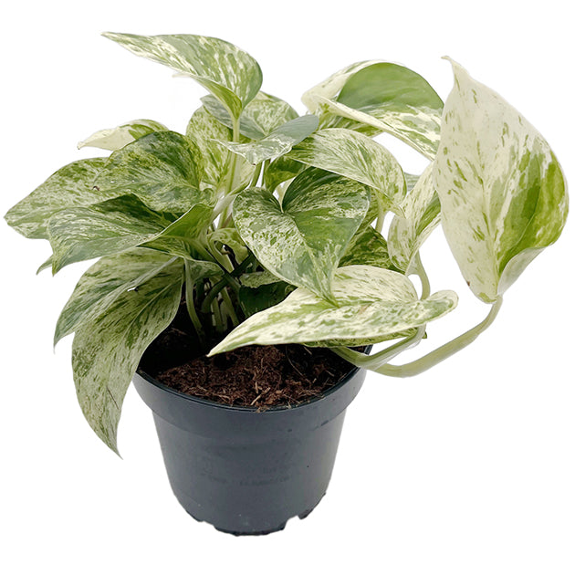 Epipremnum pinnatum "Snow Leopard" - panaschierte Efeutute