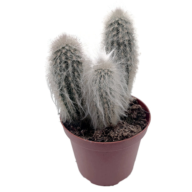 Espostoa lanata - mystischer Kaktus