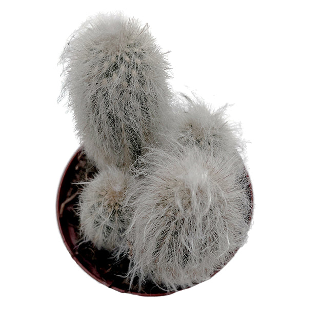 Espostoa lanata - mystischer Kaktus