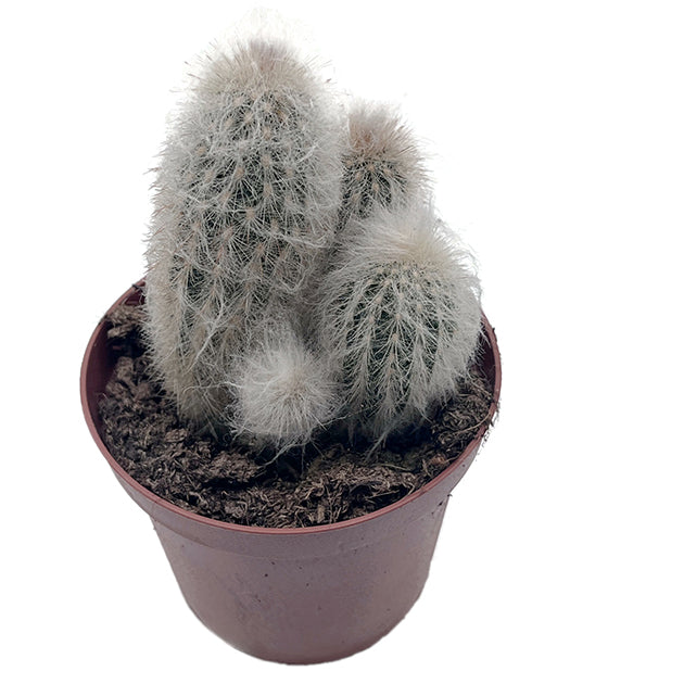 Espostoa lanata - mystischer Kaktus
