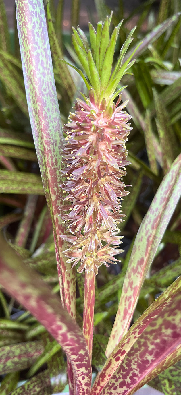 Eucomis vandermerwei - Schopflilie