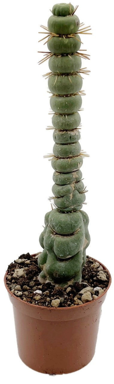 Eulychnia castanea cv. spiralis - stachelige Wendeltreppe