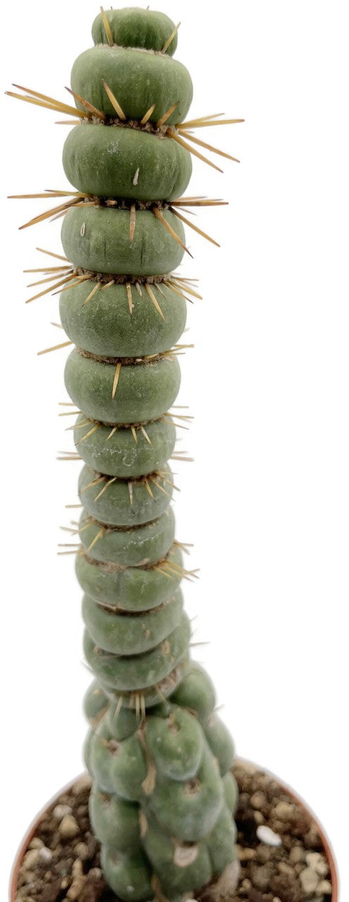Eulychnia castanea cv. spiralis - stachelige Wendeltreppe