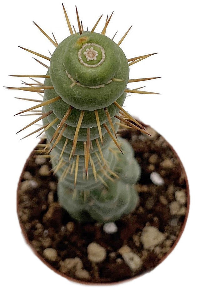 Eulychnia castanea cv. spiralis - stachelige Wendeltreppe