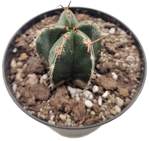 Euphorbia handiensis - seltene Sukkulente