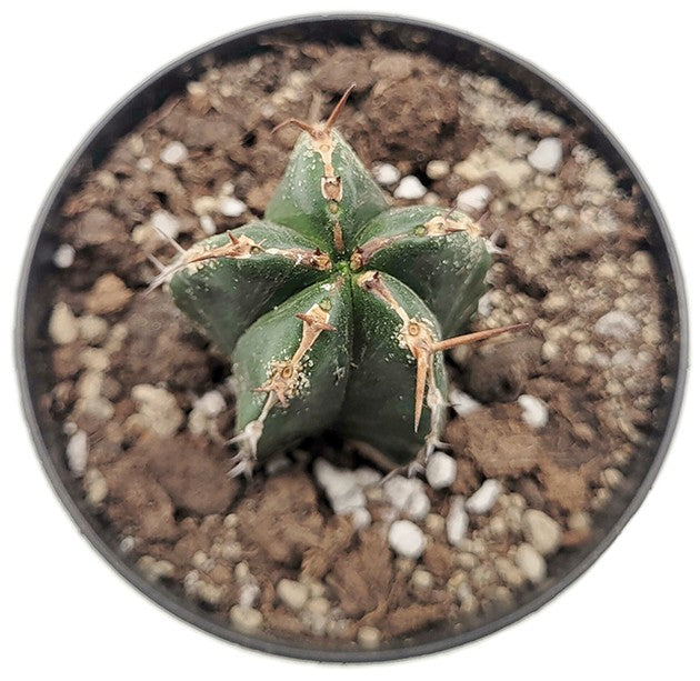 Euphorbia handiensis - seltene Sukkulente