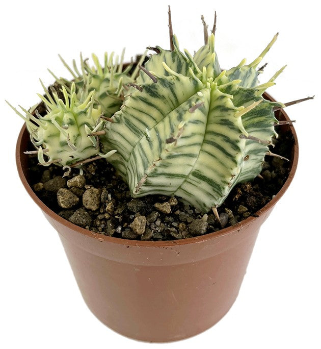 Euphorbia meloformis variegata - panaschierte Wolfsmilch