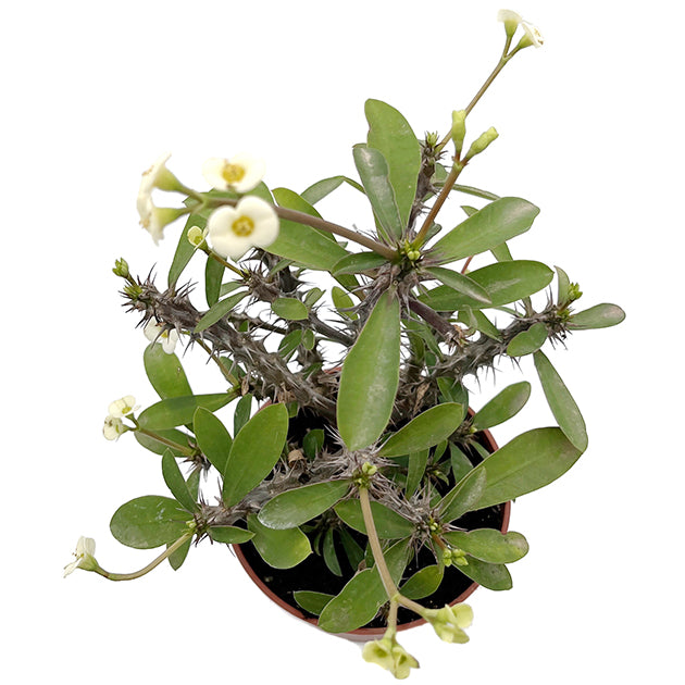 Euphorbia milii "White"