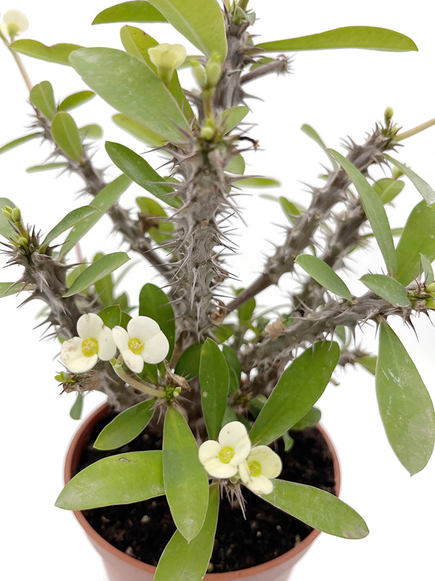 Euphorbia milii "White"
