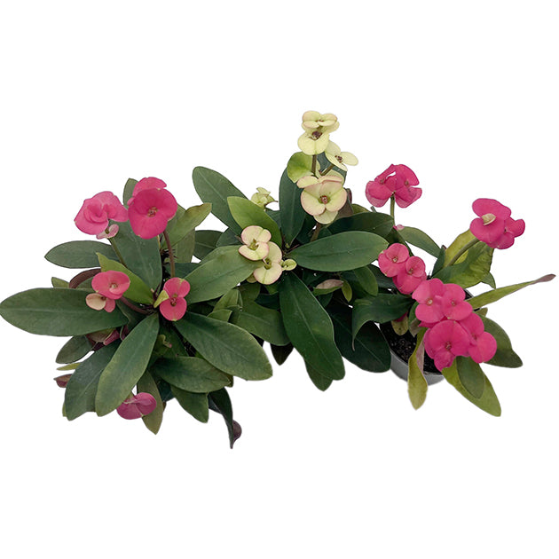 Euphorbia milii "Colour Mix"- 3er Set