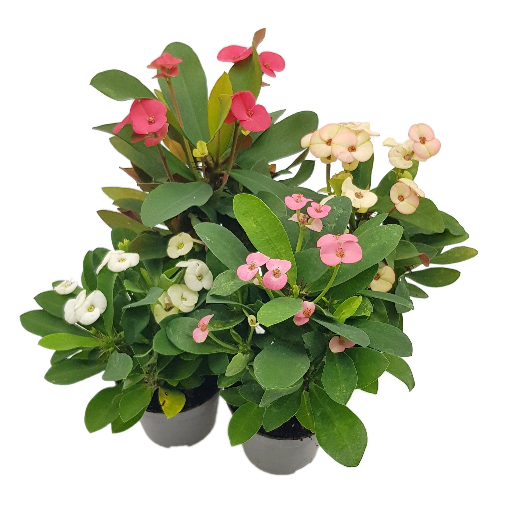 Euphorbia milii "Colour Mix"-Set