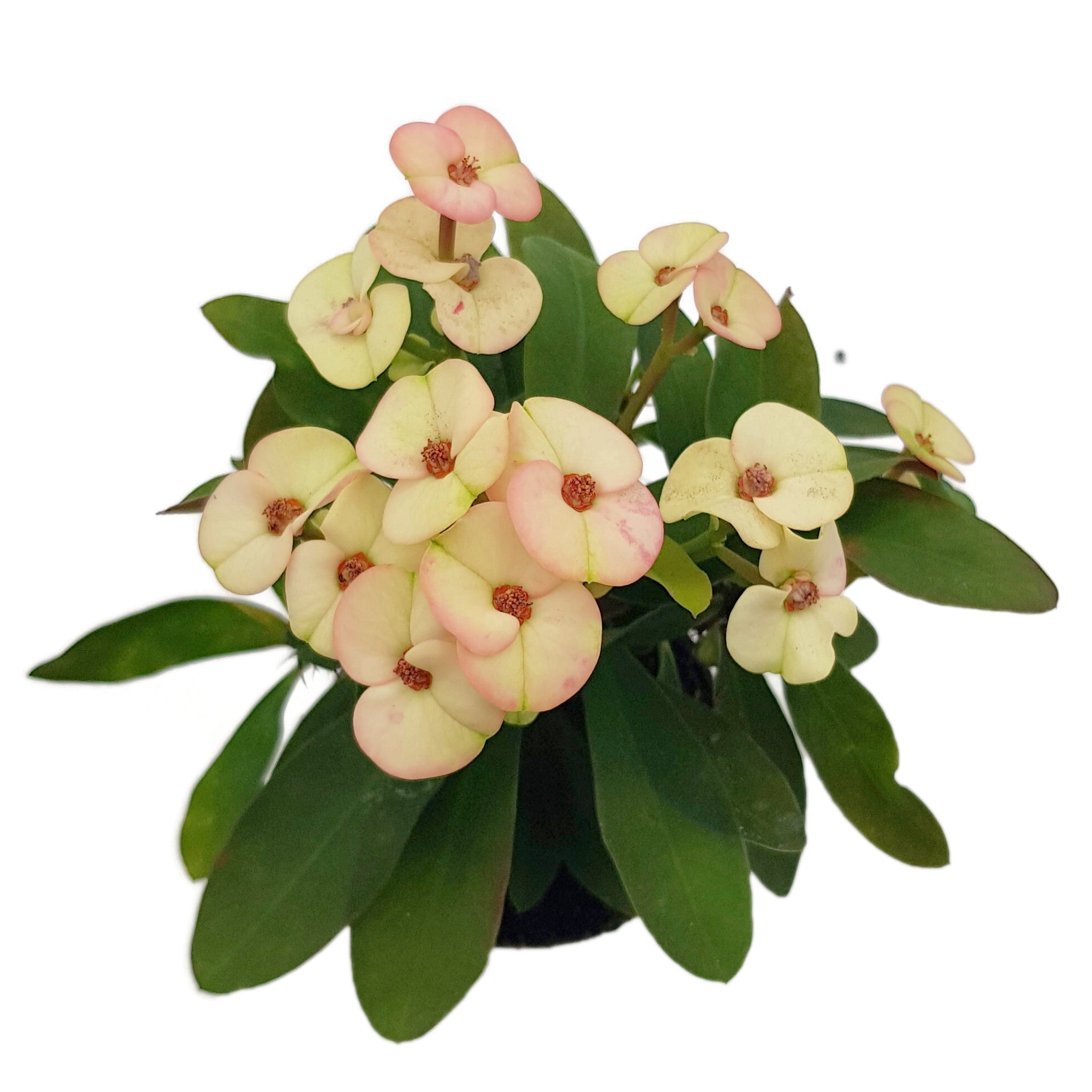Euphorbia milii "Colour Mix"-Set