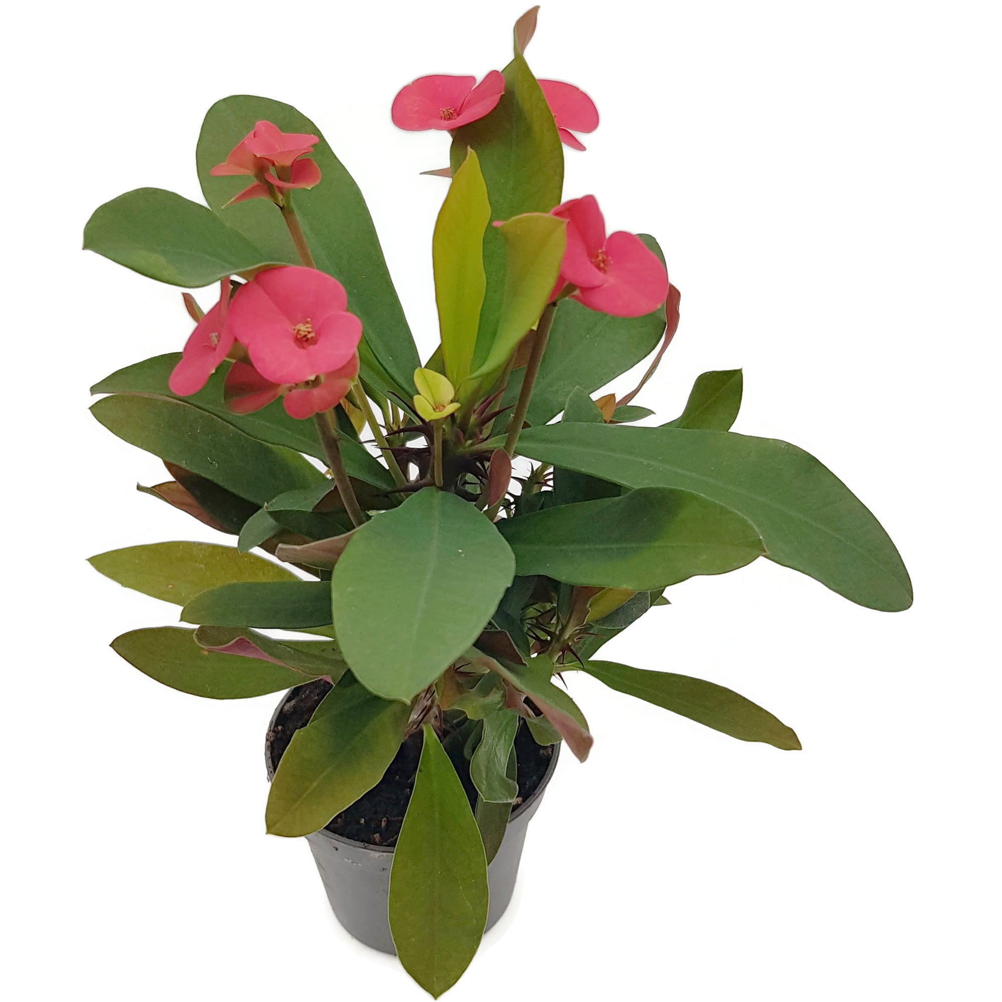 Euphorbia milii "Colour Mix"-Set