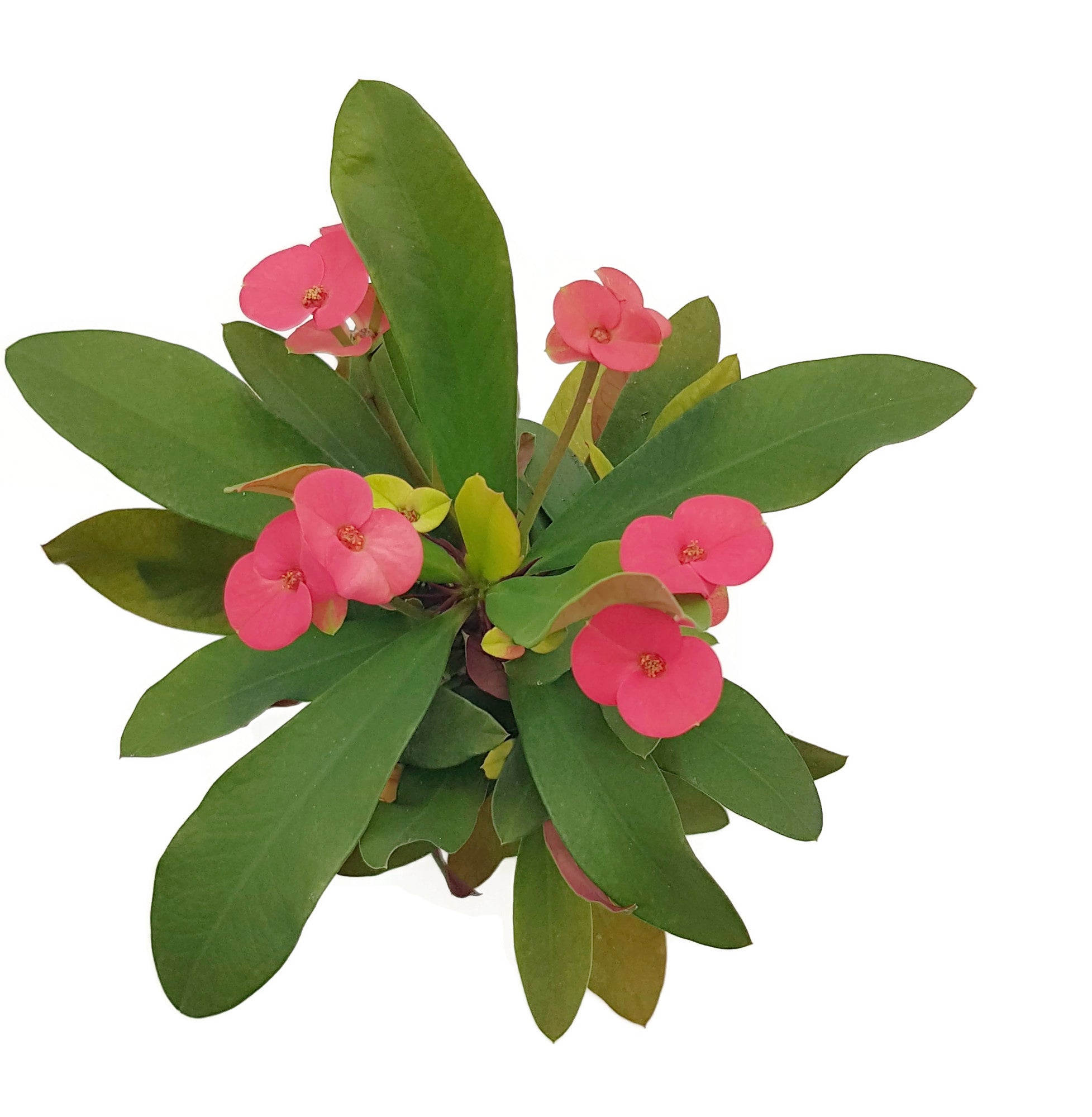 Euphorbia milii "Colour Mix"-Set