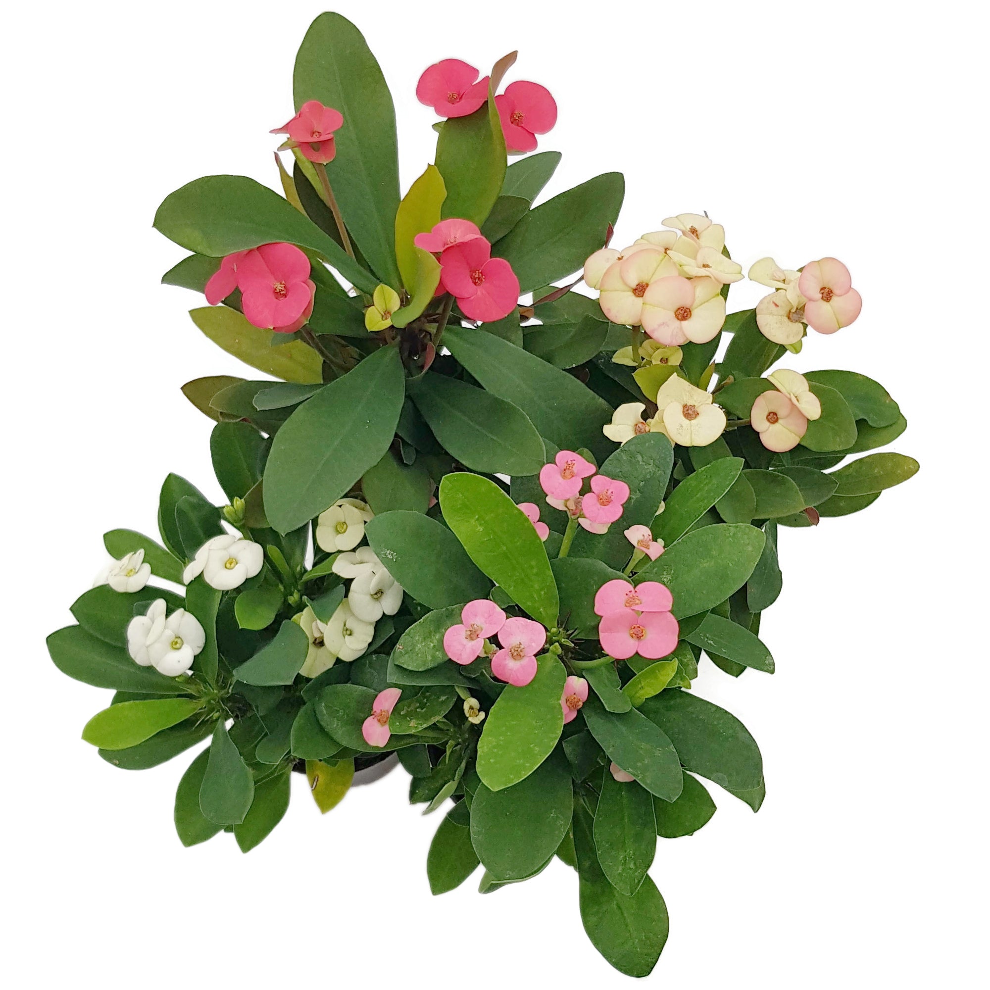 Euphorbia milii "Colour Mix"-Set