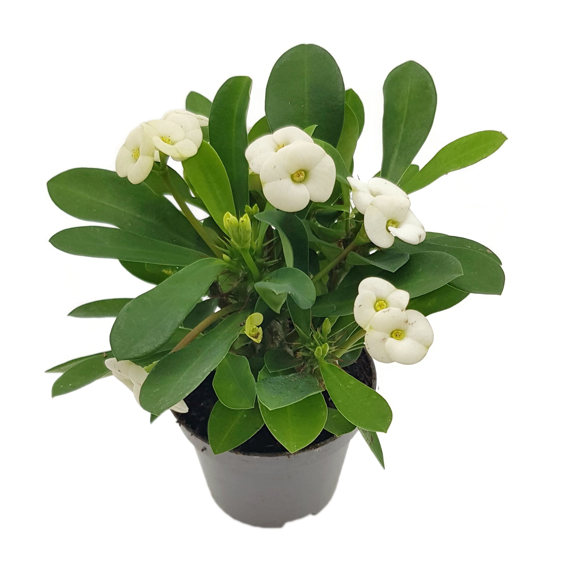 Euphorbia milii "Colour Mix"-Set