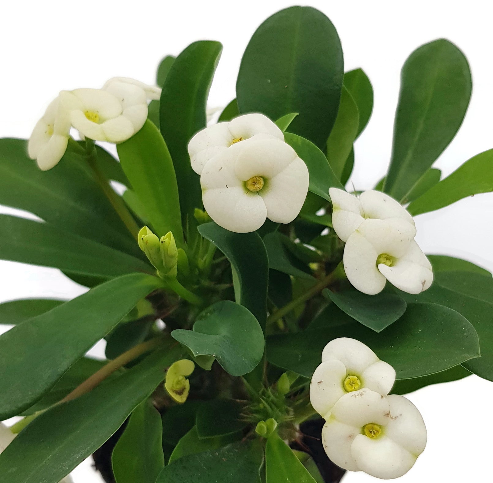 Euphorbia milii "Colour Mix"-Set