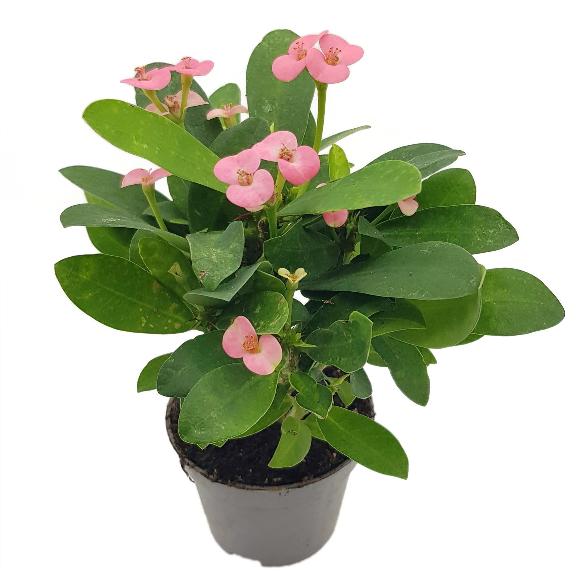 Euphorbia milii "Colour Mix"-Set