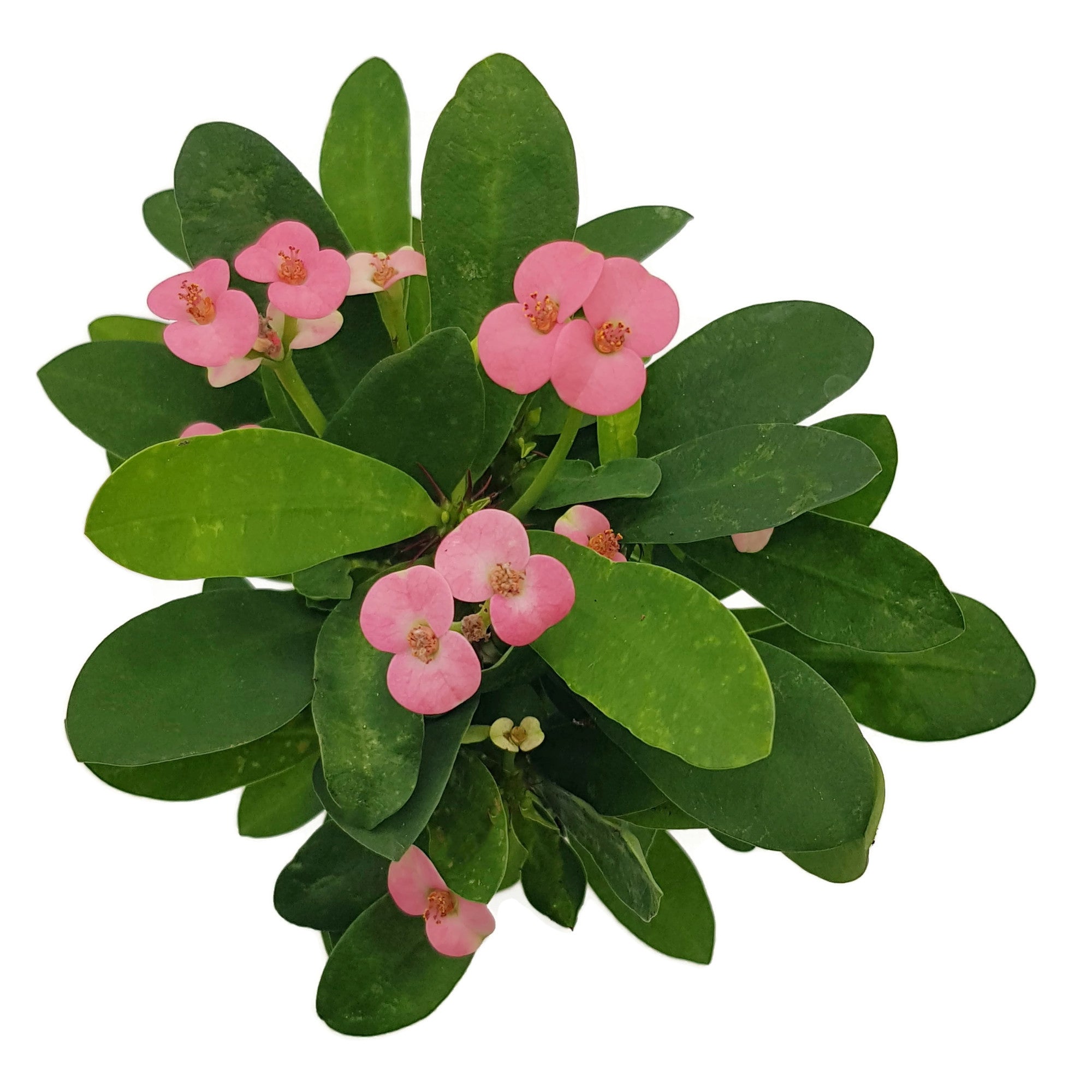 Euphorbia milii "Colour Mix"-Set