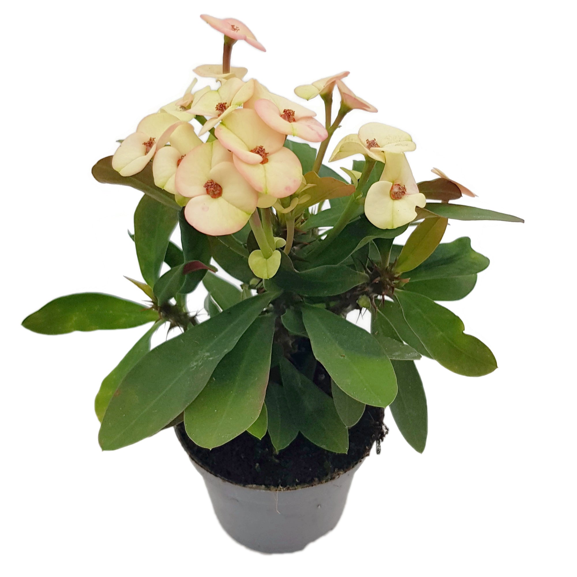 Euphorbia milii "Colour Mix"-Set